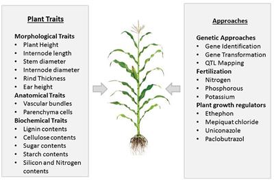 Combating Dual Challenges in Maize Under High Planting Density: Stem Lodging and Kernel Abortion